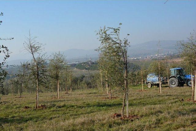 Dikilen Ağaçlar Vatandaşın Ekonomisini Canlandıracak