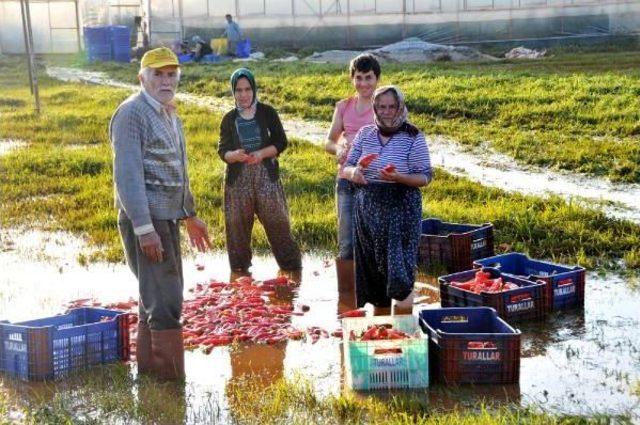 Üretici Sandalla Ürününü Taşıyor