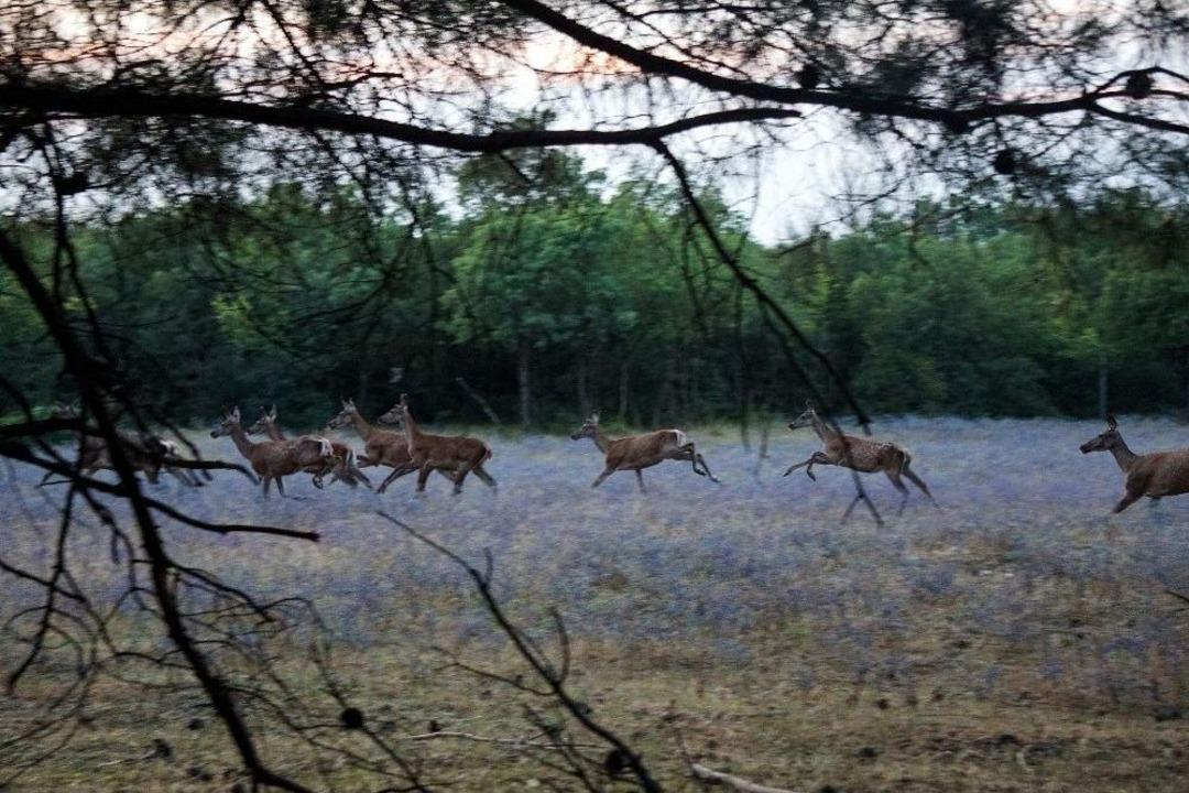 (&ouml;zel Haber) A&ccedil; Kalan K&ouml;pekler Uludağ &Uuml;niversitesi&rsquo;ndeki Geyikleri Yedi