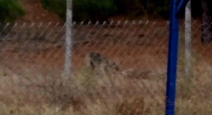 (özel Haber) Aç Kalan Köpekler Uludağ Üniversitesi’ndeki Geyikleri Yedi G2