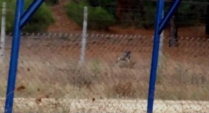 (özel Haber) Aç Kalan Köpekler Uludağ Üniversitesi’ndeki Geyikleri Yedi G4