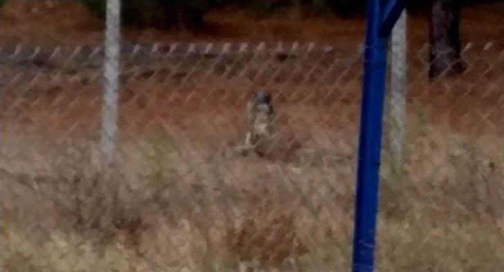 (özel Haber) Aç Kalan Köpekler Uludağ Üniversitesi’ndeki Geyikleri Yedi G5