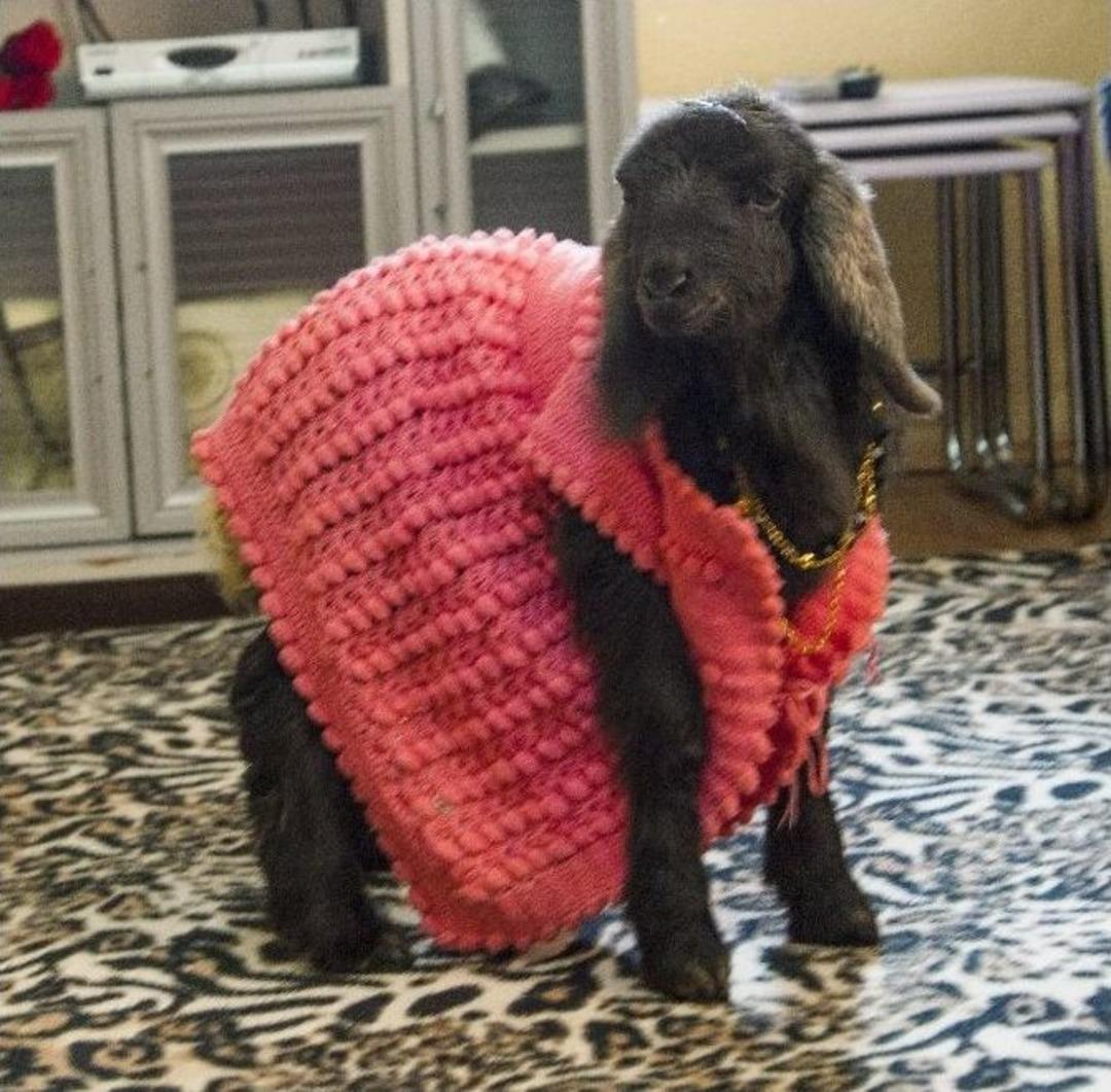 (&ouml;zel Haber) B&ouml;yle Kuzu Sevgisi G&ouml;r&uuml;lmedi