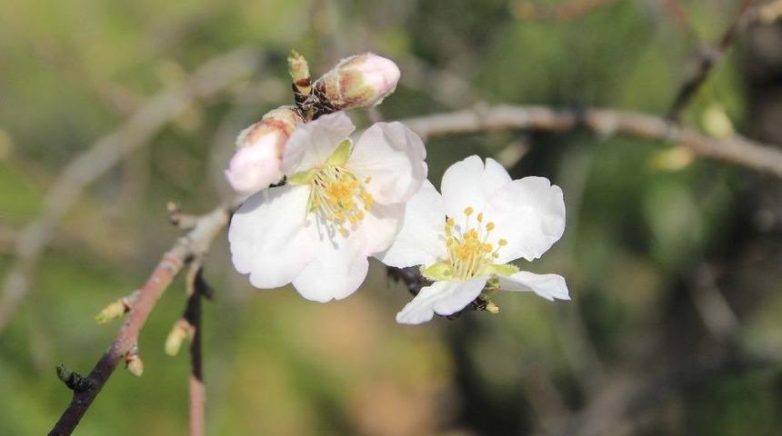 Milas&rsquo;ta Yalancı Bahar