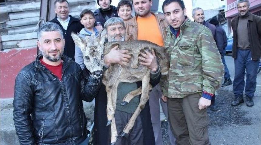 Yaralı Yavru Karacayı K&ouml;peklerden K&ouml;yl&uuml;ler Kurtardı