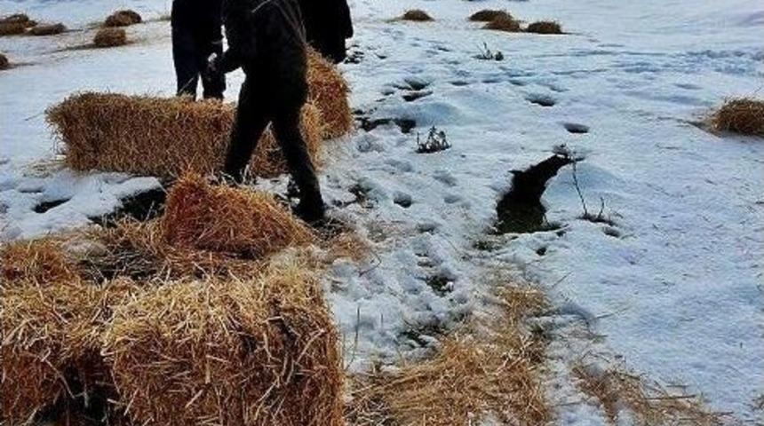 Emir Dağların&rsquo;daki Yılkı Atlarına Yemleme &Ccedil;alışması