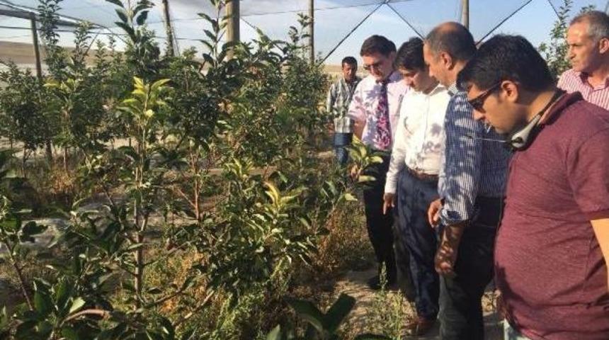 Emirgazi'den Ukrayna'ya Japon Armudu Ihracatı