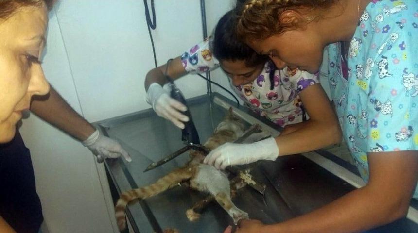 Mazgala D&uuml;şen Kediye Demir Parmaklık Saplandı