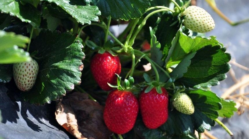 Yediveren &Ccedil;ileği, &Ccedil;ift&ccedil;inin Y&uuml;z&uuml;n&uuml; G&uuml;ld&uuml;rd&uuml;