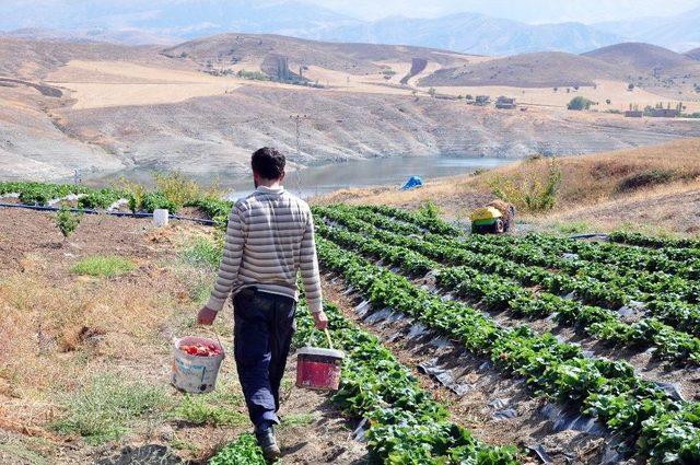 Yediveren Çileği, Çiftçinin Yüzünü Güldürdü