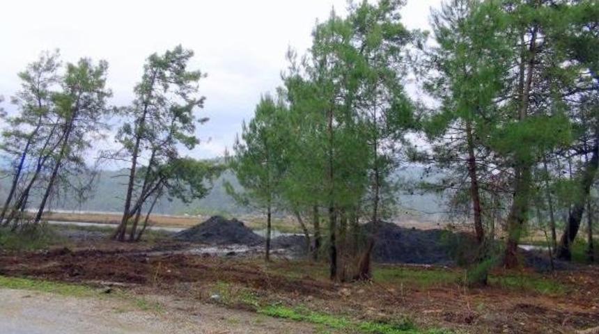 Azmağın Yatağını Genişletip, Ağa&ccedil;ları S&ouml;kt&uuml;ler