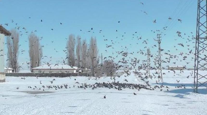 Yaban Hayatı I&ccedil;in Doğaya Yem Bıraktılar