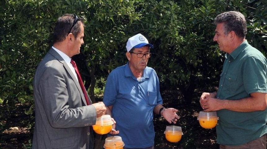 Akdeniz Meyve Sineği İle M&uuml;cadele &Ccedil;alışmaları Devam Ediyor