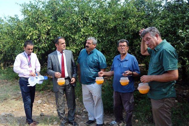 Akdeniz Meyve Sineği İle M&uuml;cadele &Ccedil;alışmaları Devam Ediyor 1