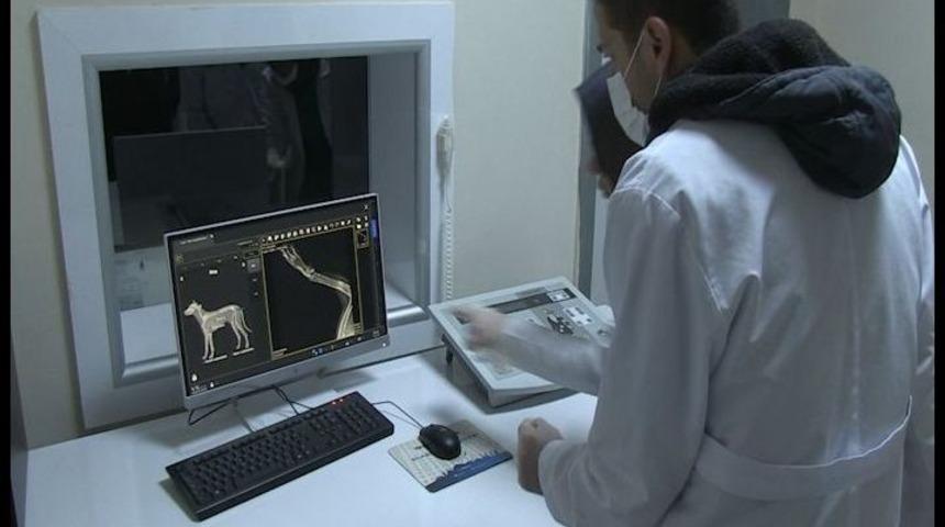 Aracın Çarptığı Köpek, Tedavi Altına Alındı