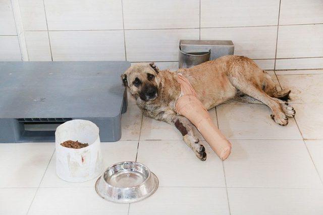 Aracın Çarptığı Köpek, Tedavi Altına Alındı