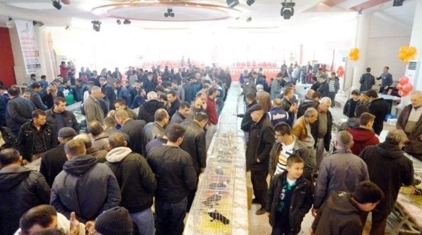 1. Sarıg&ouml;l Damızlık Saya G&uuml;vercini Festivali Yapıldı