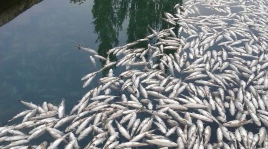 Denizli&rsquo;de 10 Bin Balık Telef Oldu