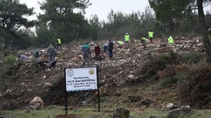 Başbakan&rsquo;ın Muğla&rsquo;ya Gelişi Anısına 7 Bin Fidan