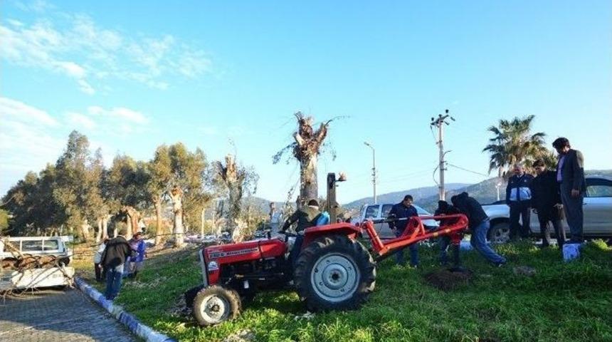 Daha Yeşil Bir Fo&ccedil;a İ&ccedil;in 500 &Ccedil;ınar