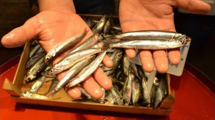 Balık Fiyatları D&uuml;ş&uuml;şte