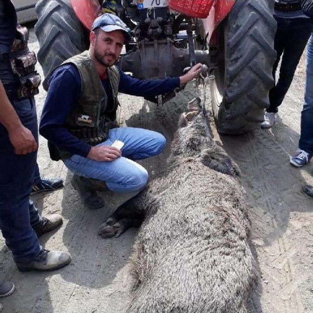 &Ccedil;ift&ccedil;inin Kabusu Olan Domuz &Ouml;ld&uuml;r&uuml;ld&uuml; 1
