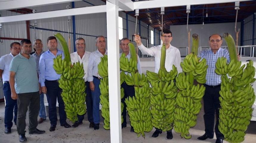 Seydikemer&rsquo;de Yılın İl Muz Hasadı Yapıldı