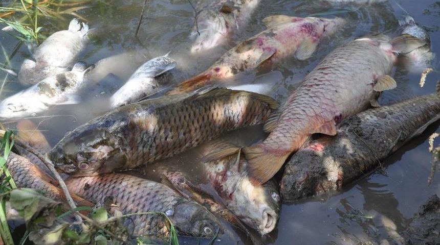 T&uuml;rkiye Şeker Fabrikası&rsquo;ndan &rsquo;balık &Ouml;l&uuml;mleri&rsquo; A&ccedil;ıklaması
