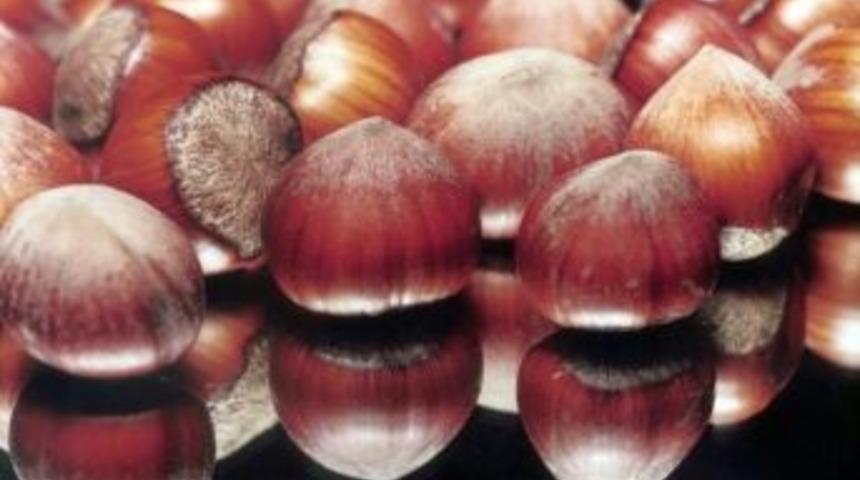 D&uuml;zce&rsquo;de Aralık Ayında 3 Bin 929 Ton İ&ccedil; Fındık İhracatı Ger&ccedil;ekleştirildi