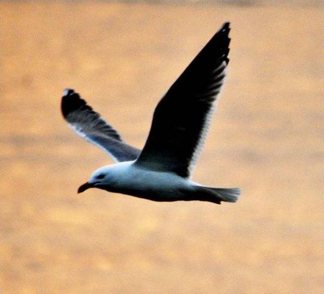 Bodrum'da Güneşli Havayı Gören Sahile Koştu