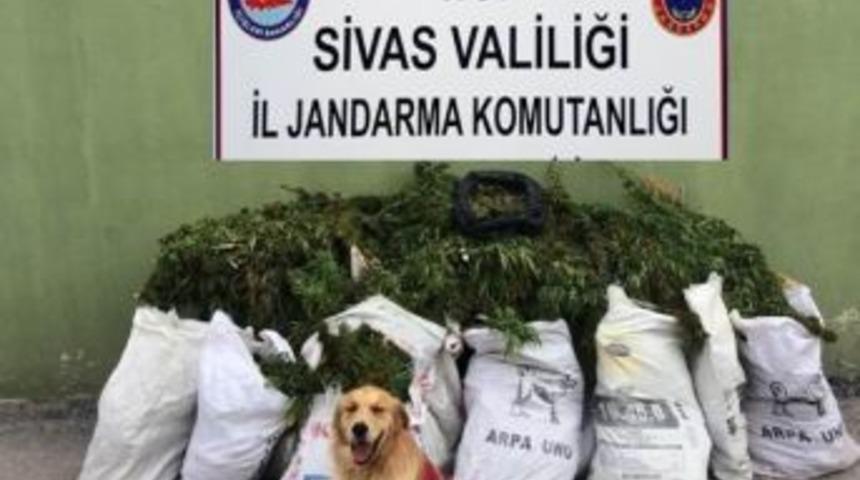 Sivas&rsquo;ta 46 Kilo Esrar Ele Ge&ccedil;irildi
