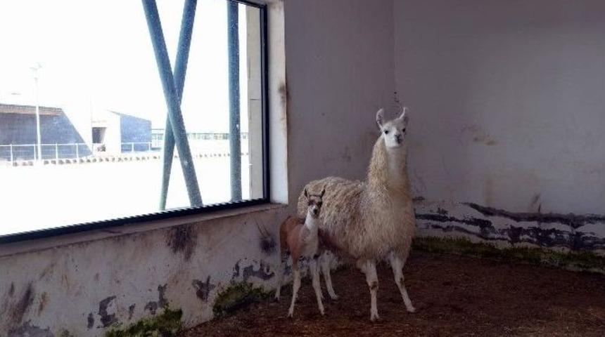 Hayvanat Bah&ccedil;esinin Yeni &Uuml;yesi Yavru Lama Oldu