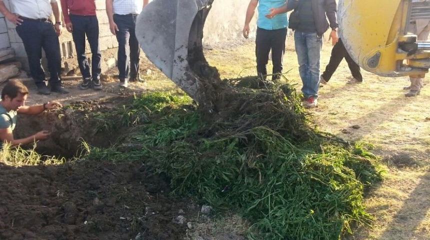 Bulanık&rsquo;ta 188 Kilogram Hint Keneviri Ele Ge&ccedil;irildi