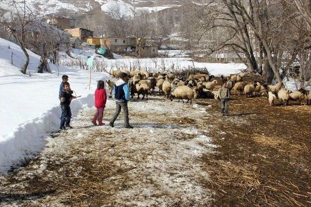 (özel Haber) Yarı Yıl Tatilini Hayvanlara Bakarak Geçiriyorlar