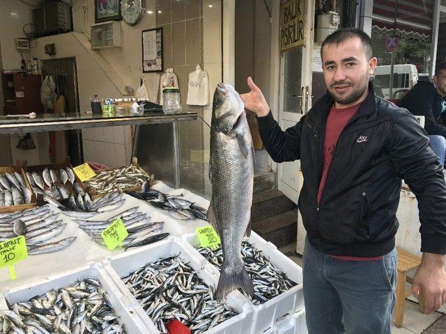 Karadeniz’de Balıkçı Ağlarına Levrek Balığı Takıldı