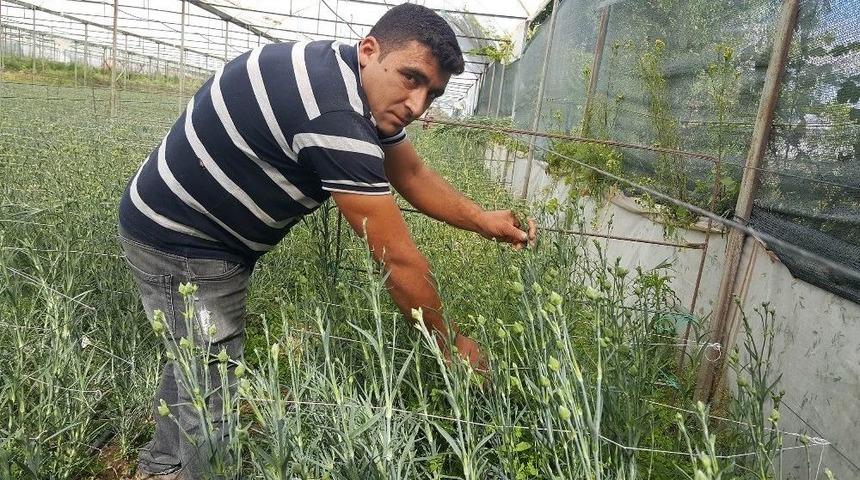 Bin 974 N&uuml;fuslu K&ouml;y, Kesme &Ccedil;i&ccedil;ekten Yılda 20 Milyon Tl Kazan&ccedil; Sağlıyor.