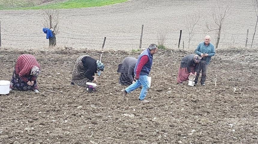 Sarımsak Var, Rağbet Yok