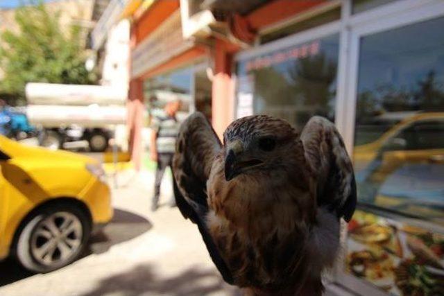 Temizlik Işçileri, Yolda Buldukları 'kızıl Şahin'e Sahip Çıktı