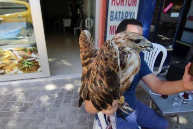 Temizlik Işçileri, Yolda Buldukları 'kızıl Şahin'e Sahip Çıktı