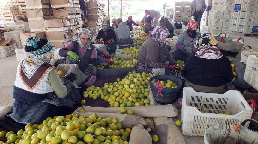 Limon Tezgahlarının Y&uuml;k&uuml;n&uuml; Kadınlar &Ccedil;ekiyor