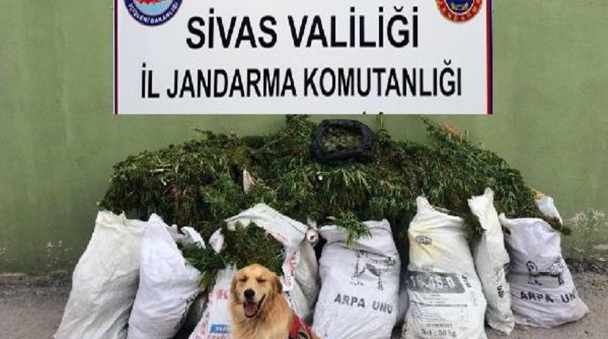 Sivas'ta Uyuşturucu Ve Ka&ccedil;ak Sigara Operasyonu