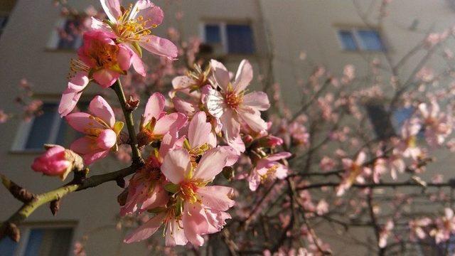 Trakya&rsquo;da Badem Ağa&ccedil;ları &Ccedil;i&ccedil;ek A&ccedil;tı 1
