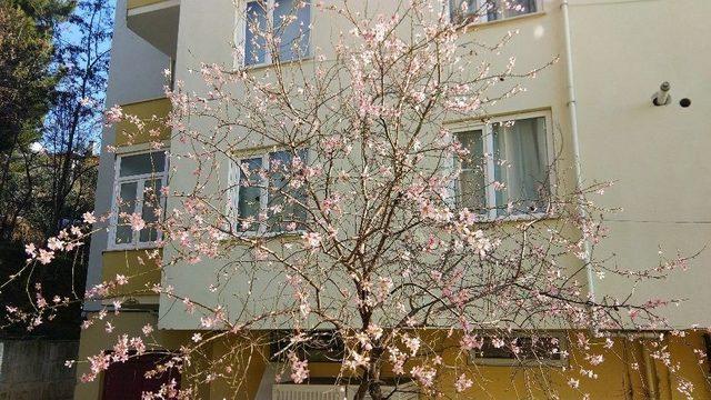 Trakya&rsquo;da Badem Ağa&ccedil;ları &Ccedil;i&ccedil;ek A&ccedil;tı 3