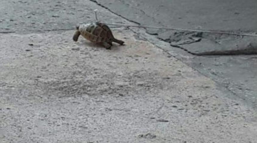 Kaplumbağanın Kabuğundan İple Bağlanması Tepki &Ccedil;ekti