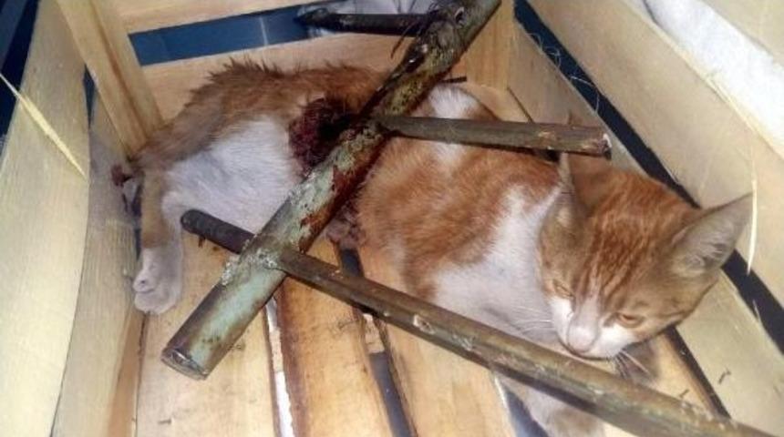 Kedi V&uuml;cuduna Saplanan Demirden Ameliyatla Kurtuldu