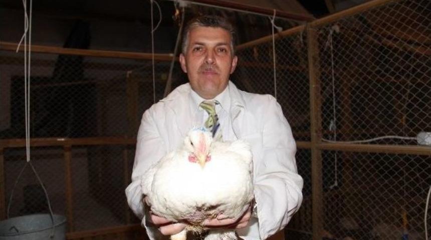 Prof. Kutlu: "organik Tavuk&ccedil;uluk Yoğun &Uuml;retimde İmkansız"