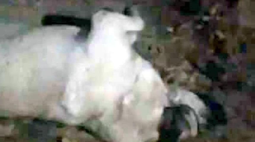 'k&ouml;pek Boğularak &Ouml;ld&uuml;r&uuml;ld&uuml;' Iddiası