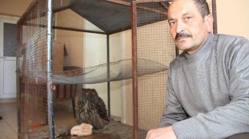 Oltu&rsquo;da Boş Bir Daireye Puhu Kuşu Girdi