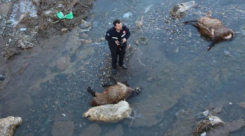 Telef Olan Koyunları Oltu &Ccedil;ayı&rsquo;na Attılar