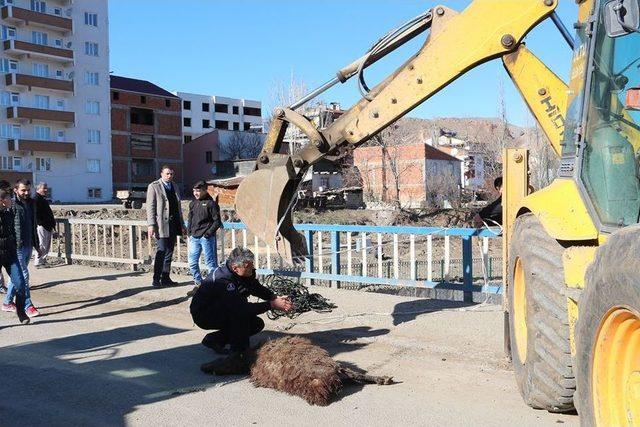 Telef Olan Koyunları Oltu Çayı’na Attılar